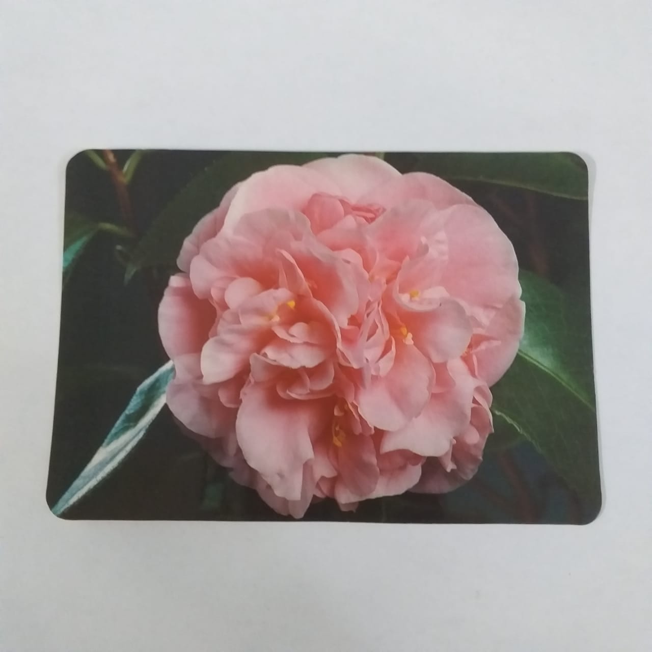 Calendário de Bolso (Tema Flores) - Ano 1996