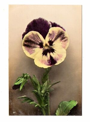 Cartao Postal - Flores - Violeta - Anos 1920
