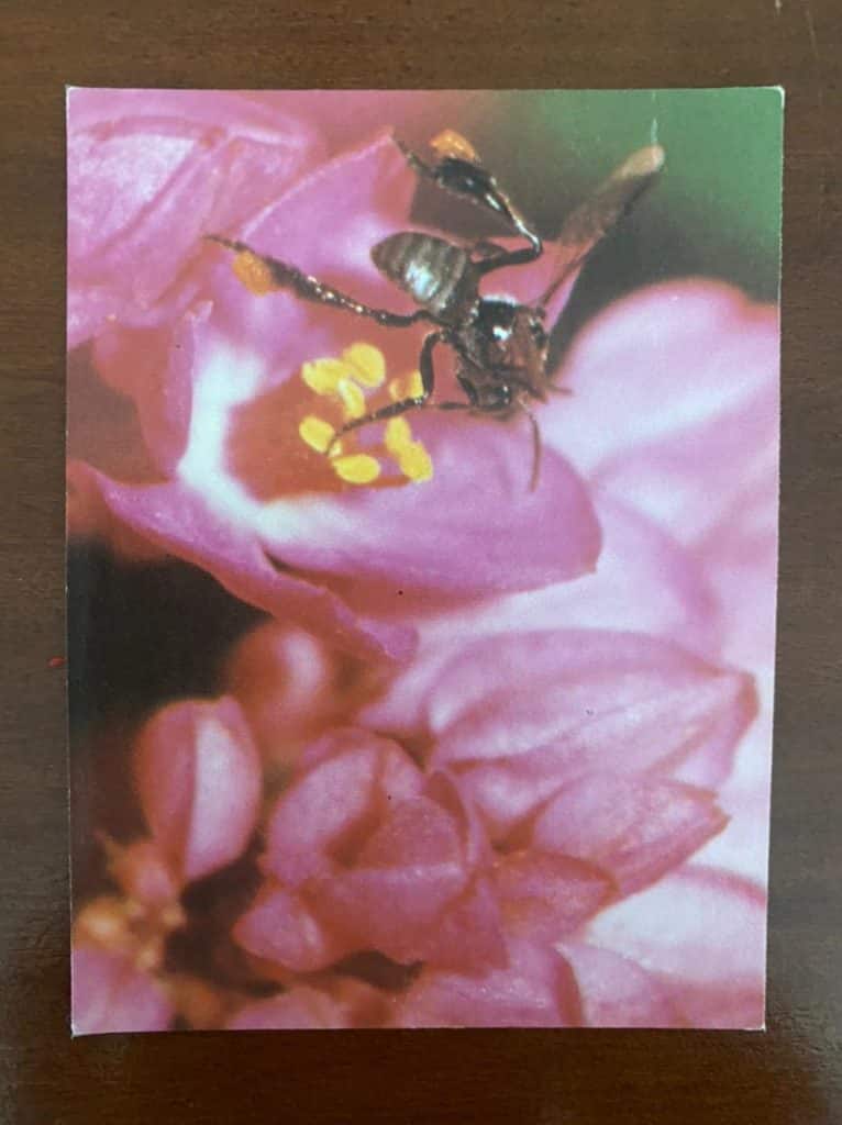 | Casa do Colecionador Calendário de Bolso (Tema Animais - Abelha) Ano 1990