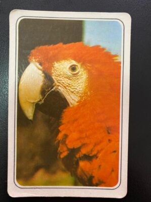 Calendário de Bolso (Tema Animais - Aves) Ano 1977