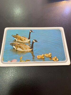 Calendário de Bolso (Tema Animais - Aves) Ano 1989