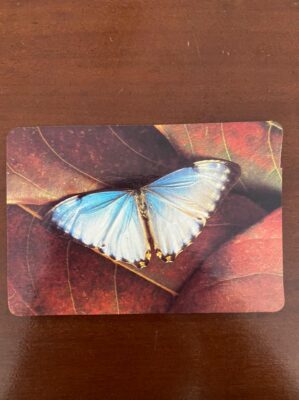 Calendário de Bolso (Tema Animais - Borboleta) Ano 1994