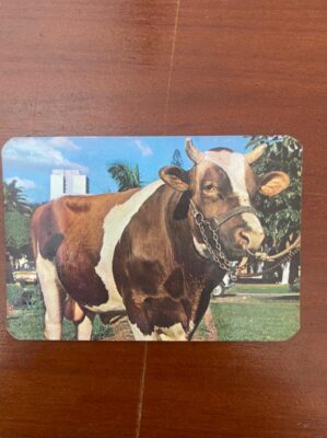 Calendário de Bolso (Tema Animais - Bovinos) Ano 1978
