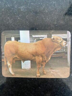 Calendário de Bolso (Tema Animais - Bovinos) Ano 1985