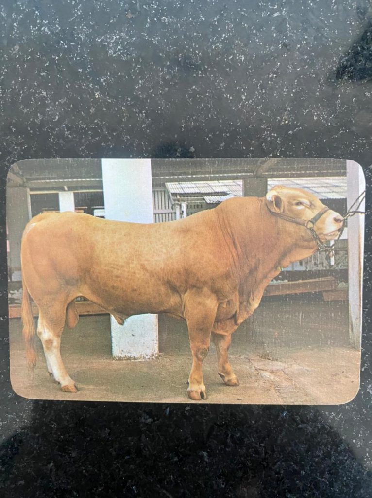 | Casa do Colecionador Calendário de Bolso (Tema Animais - Bovinos) Ano 1985