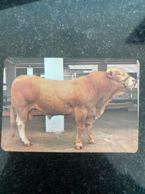 Calendário de Bolso (Tema Animais - Bovinos) Ano 1991