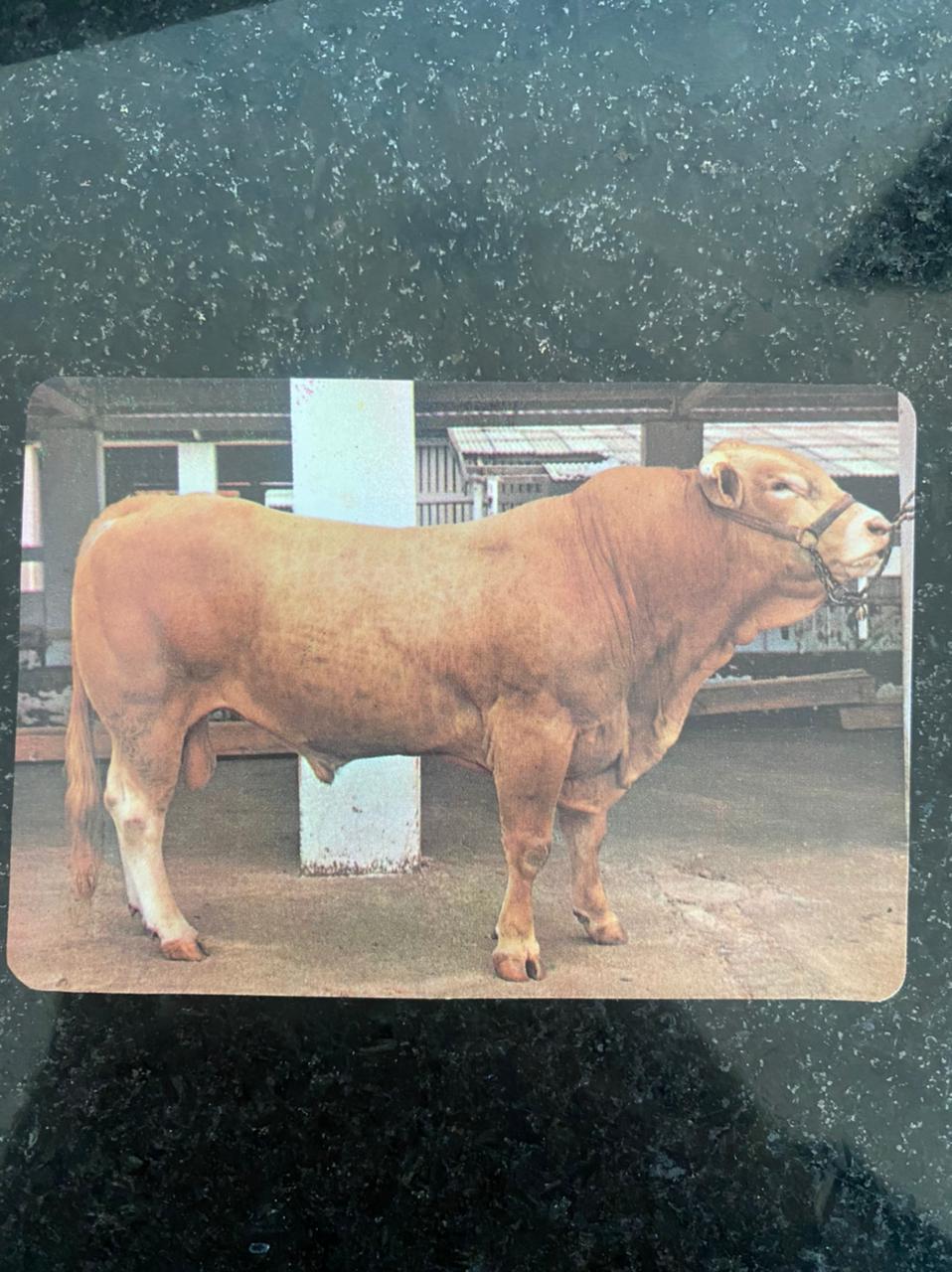 | Casa do Colecionador Calendário de Bolso (Tema Animais - Bovinos) Ano 1991