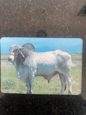 Calendário de Bolso (Tema Animais - Bovinos) Ano 1994