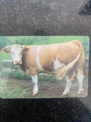 Calendário de Bolso (Tema Animais - Bovinos) Ano 1995