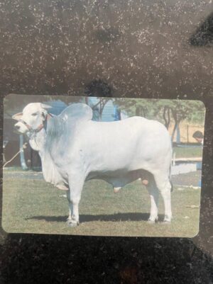 Calendário de Bolso (Tema Animais - Bovinos) Ano 1995