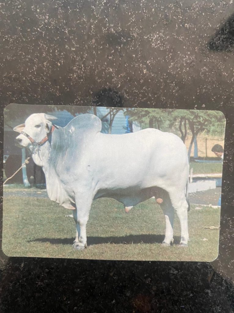 | Casa do Colecionador Calendário de Bolso (Tema Animais - Bovinos) Ano 1995