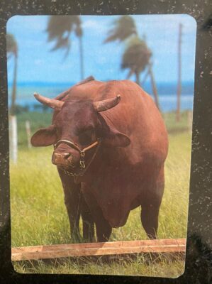 Calendário de Bolso (Tema Animais - Bovinos) Ano 1996