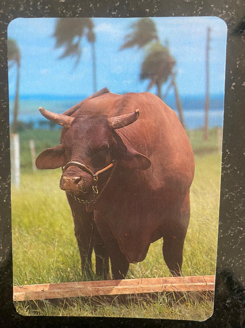 | Casa do Colecionador Calendário de Bolso (Tema Animais - Bovinos) Ano 1996