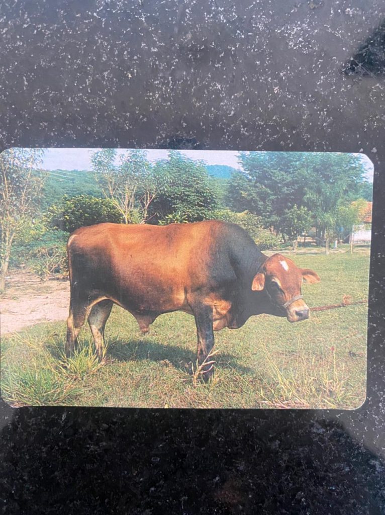 | Casa do Colecionador Calendário de Bolso (Tema Animais - Bovinos) Ano 1996