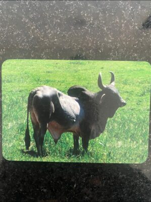 Calendário de Bolso (Tema Animais - Bovinos) Ano 2007