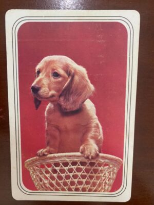 Calendário de Bolso (Tema Animais - Cachorros) Ano 1976