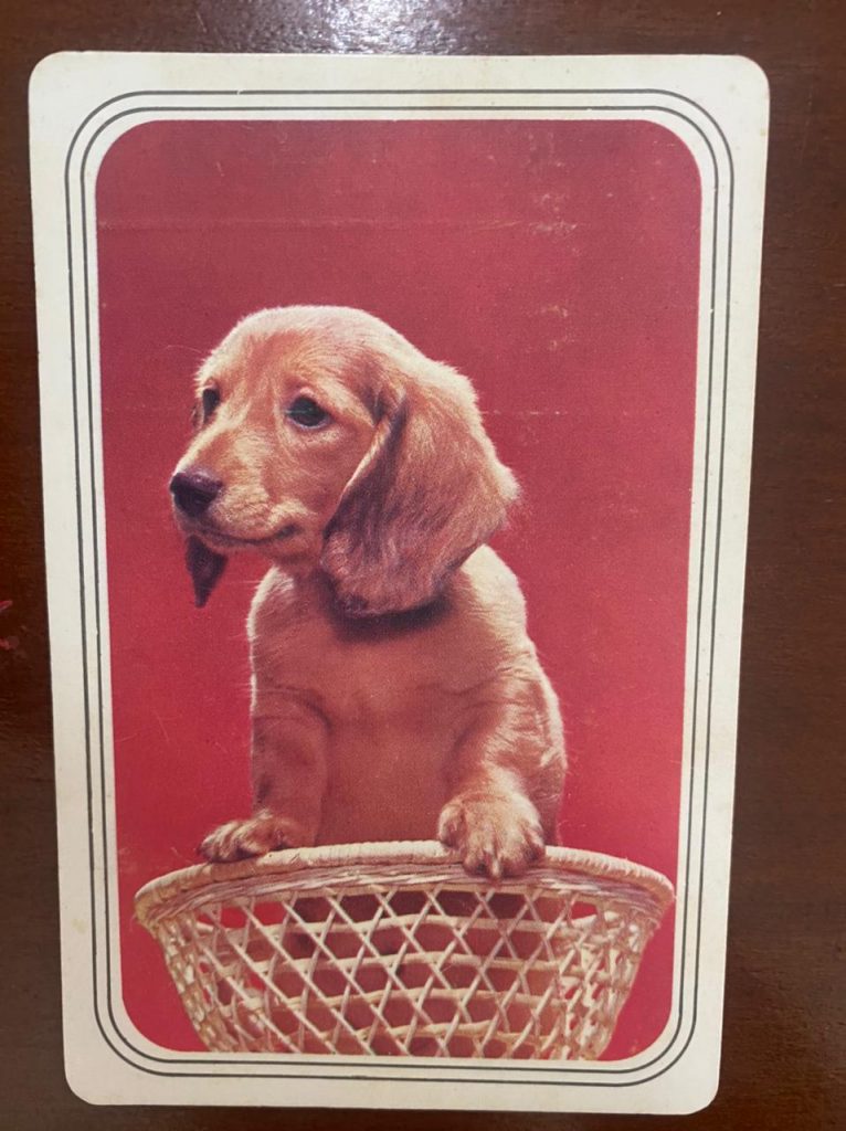 | Casa do Colecionador Calendário de Bolso (Tema Animais - Cachorros) Ano 1976