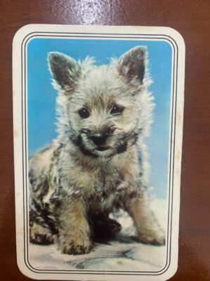 Calendário de Bolso (Tema Animais - Cachorros) Ano 1979