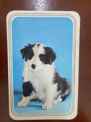 Calendário de Bolso (Tema Animais - Cachorros) Ano 1982