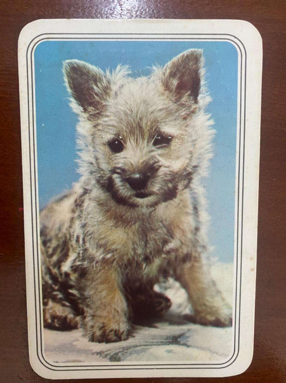 | Casa do Colecionador Calendário de Bolso (Tema Animais - Cachorros) Ano 1982