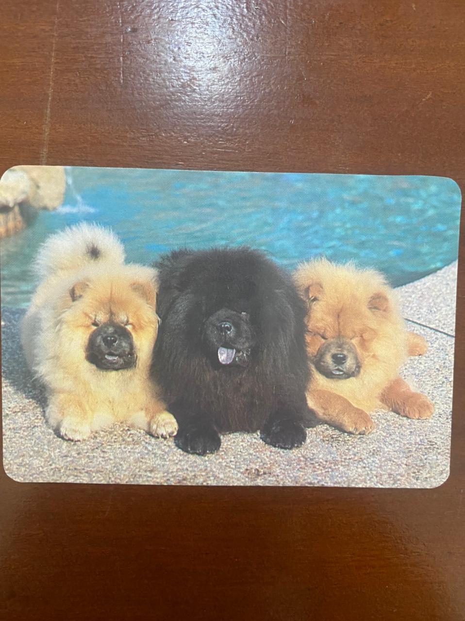 | Casa do Colecionador Calendário de Bolso (Tema Animais - Cachorros) Ano 1993