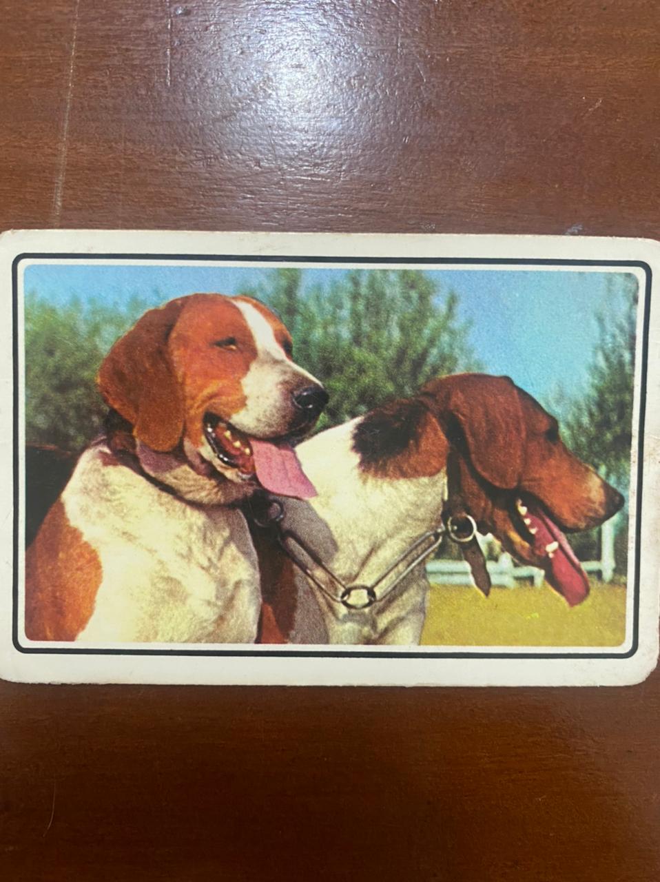 | Casa do Colecionador Calendário de Bolso (Tema Animais - Cachorros) Ano 1995