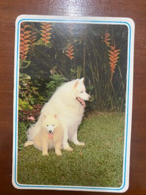 Calendário de Bolso (Tema Animais - Cachorros) Ano 1996