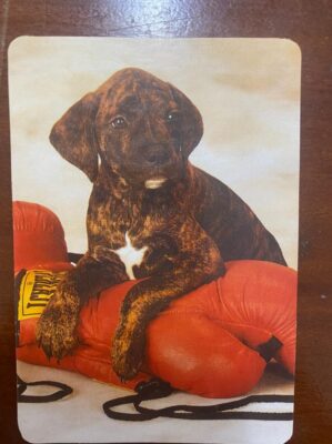 Calendário de Bolso (Tema Animais - Cachorros) Ano 1996