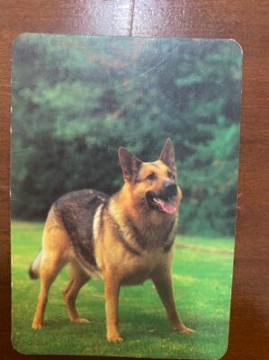 Calendário de Bolso (Tema Animais - Cachorros) Ano 2000