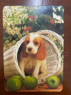 Calendário de Bolso (Tema Animais - Cachorros) Ano 2001