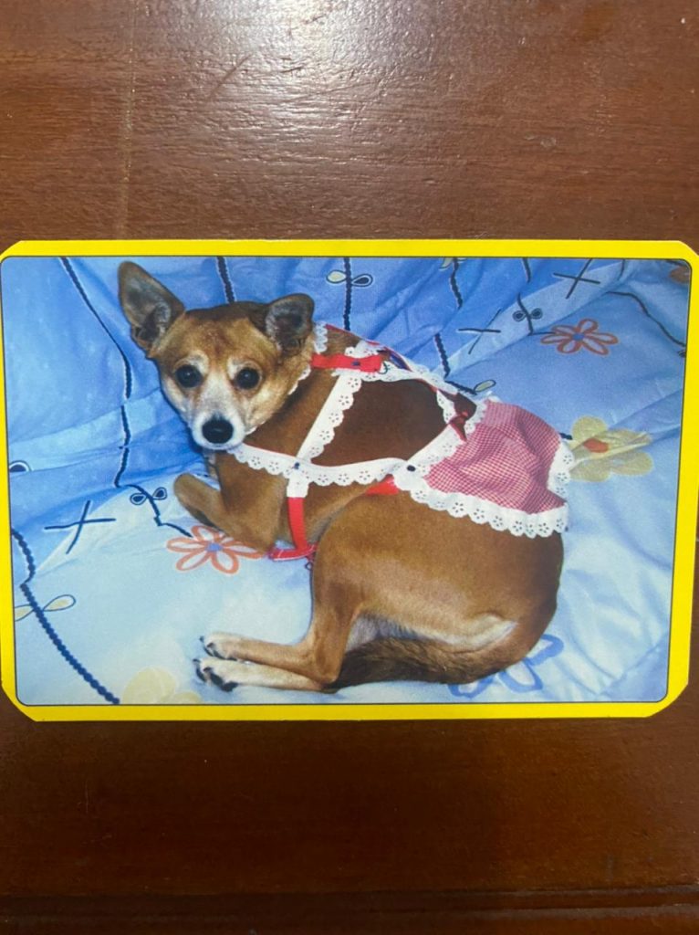 | Casa do Colecionador Calendário de Bolso (Tema Animais - Cachorros) Ano 2010