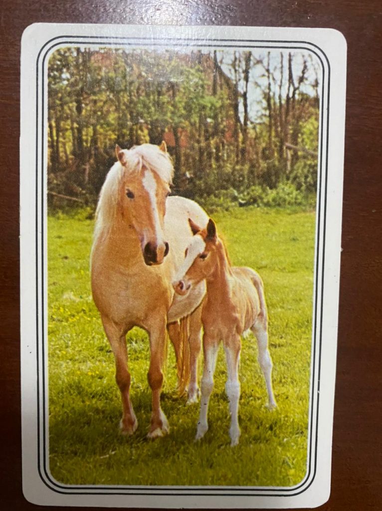 | Casa do Colecionador Calendário de Bolso (Tema Animais - Cavalos) Ano 1989