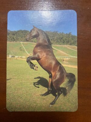 Calendário de Bolso (Tema Animais - Cavalos) Ano 1992
