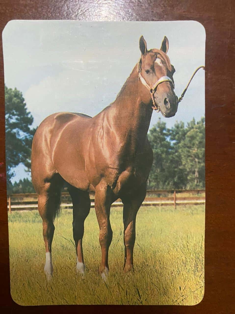 | Casa do Colecionador Calendário de Bolso (Tema Animais - Cavalos) Ano 1995