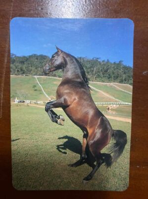 Calendário de Bolso (Tema Animais - Cavalos) Ano 1997