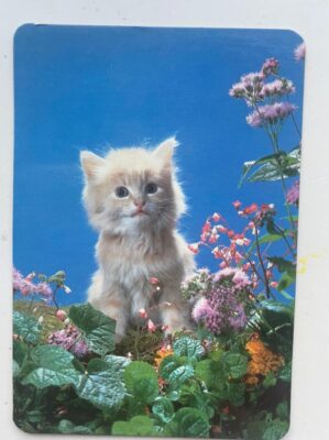 Calendário de Bolso (Tema Animais - Gatos) Ano 1993