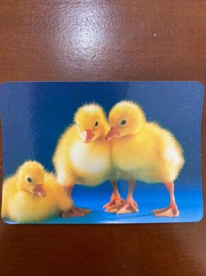 Calendário de Bolso (Tema Animais - Pintinhos) Ano 2006