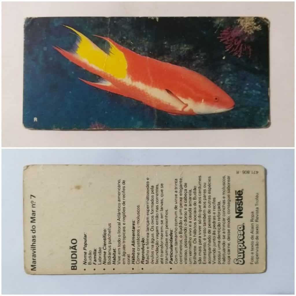 Figurinha Nestlê Surpresa (Maravilhas do Mar) Nº 07 - Budião - 1985