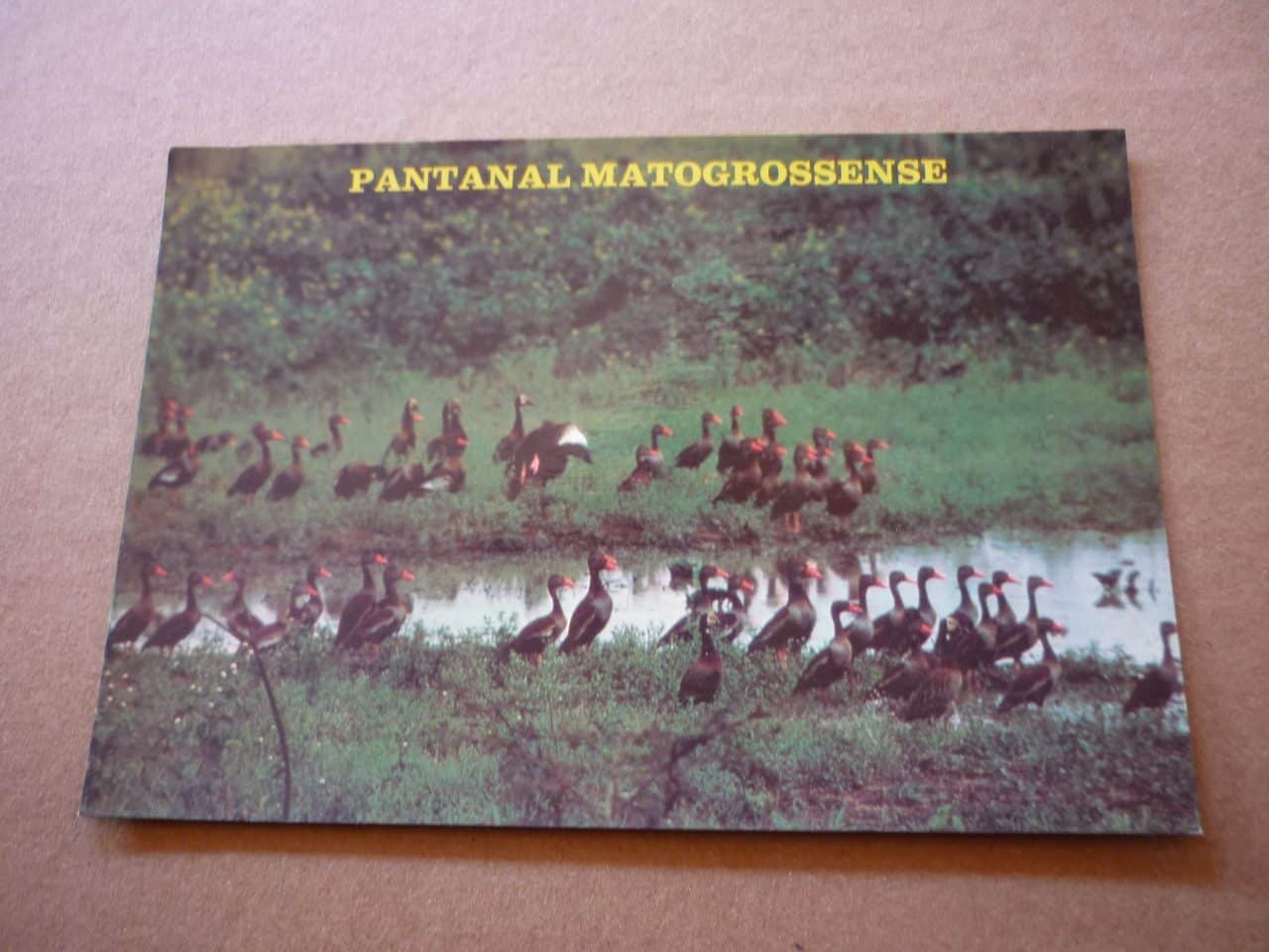 | Casa do Colecionador CARTÃO POSTAL PANTANAL MATOGROSSENSE, MARRECOS .