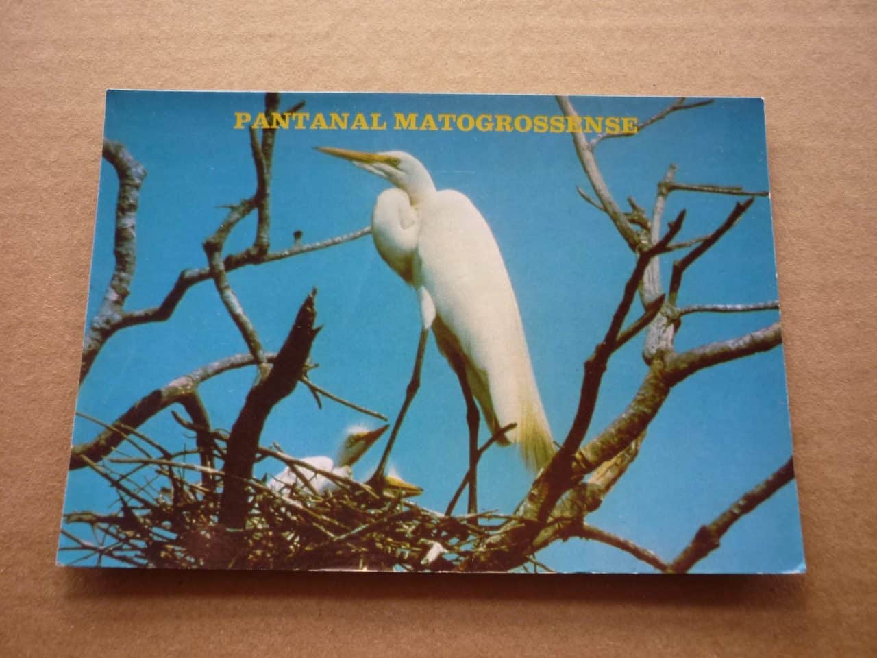 | Casa do Colecionador CARTÃO POSTAL PANTANAL MATOGROSSENSE .