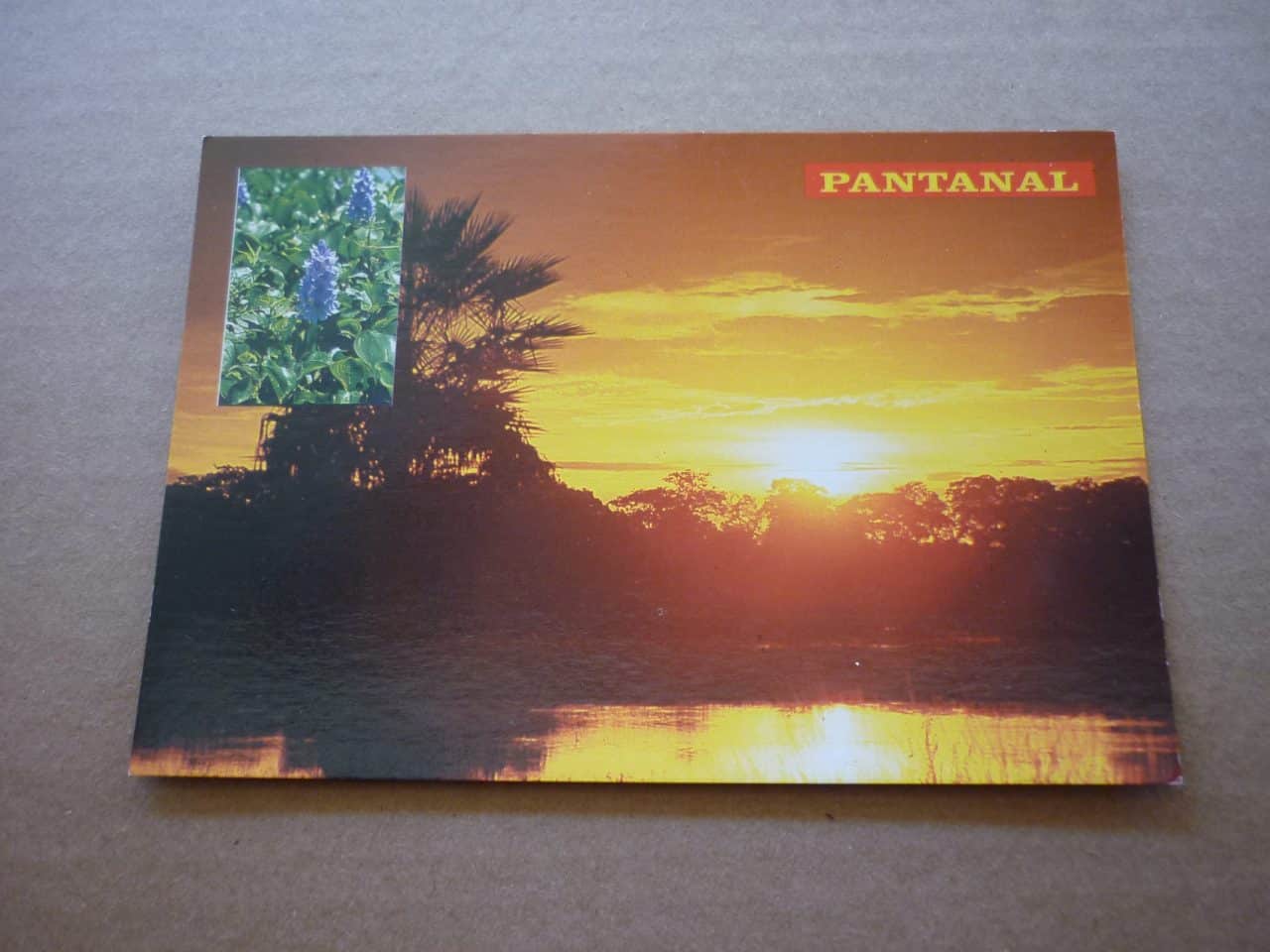 | Casa do Colecionador CARTÃO POSTAL POR DO SOL NO PANTANAL .