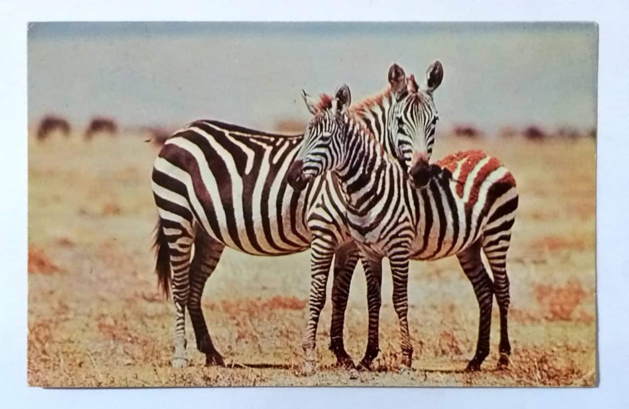 | Casa do Colecionador Cartão Postal Estrangeiro - Tanzânia (Tanganiyka) Zebra mãe e filho na Cratera Ngorogoro (1965)