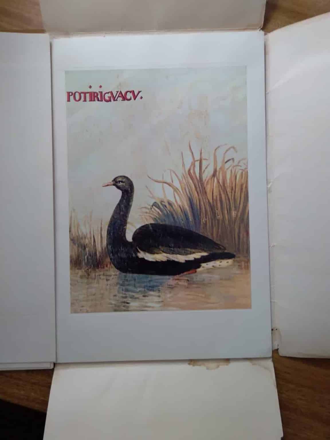 | Casa do Colecionador Colecao 20 Pranchas Birds of Brazil / Aves Pássaros / Albert Eckhout.