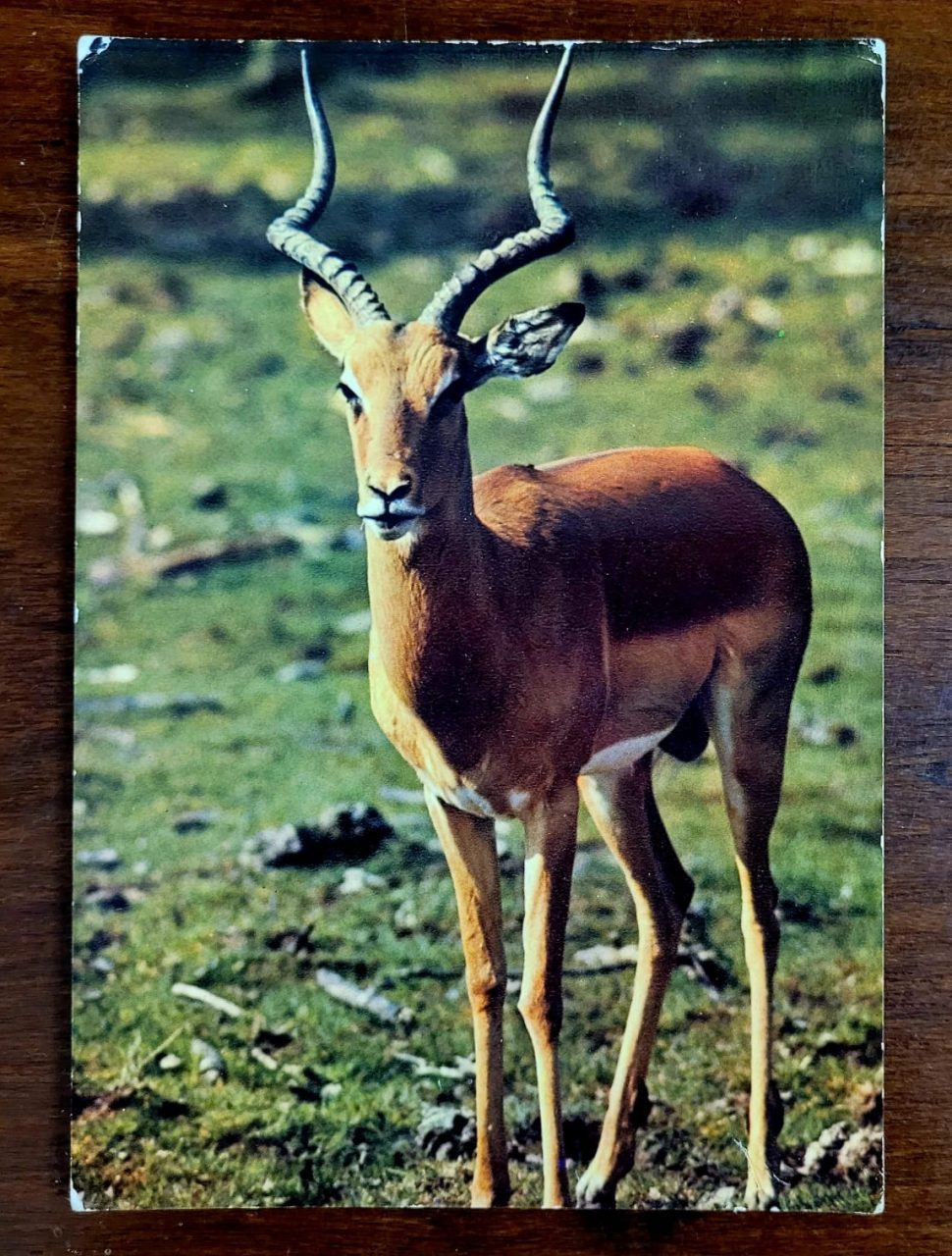 Cartão Postal Estrangeiro - Fauna Africana - Impala