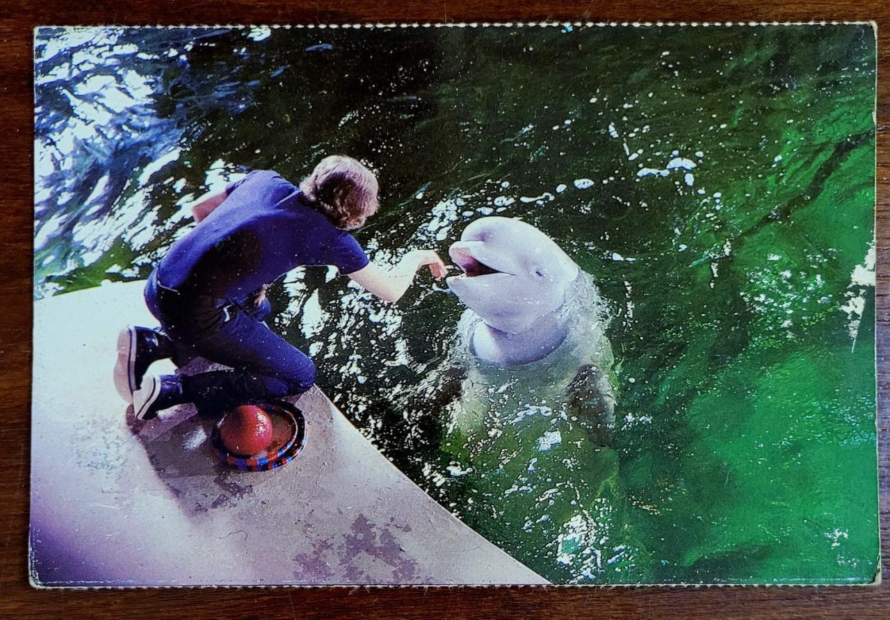 Cartão Postal Estrangeiro - Mystic Marinelife Aquarium (1979)