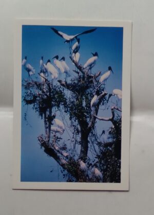 Cartão Postal Pantanal MT. Bando de "cabeça seca" aves Pantaneiras.