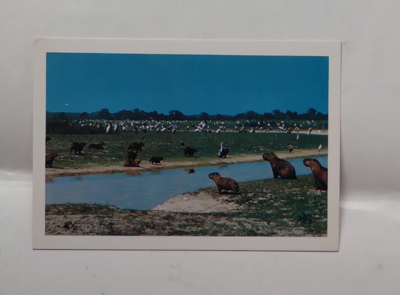 Cartão Postal Pantanal MT. Bando de capivaras.