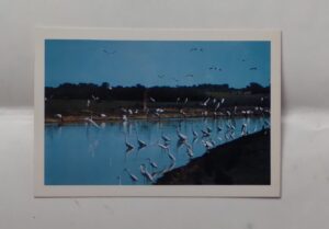 Cartão Postal Pantanal MT. Bando de garças e outras aves.