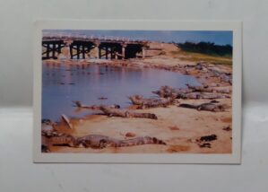 Cartão Postal Pantanal MT. Jacarés Junto a transpantaneira
