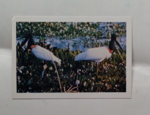 Cartão Postal Pantanal MT. Tuiuiú - a e símbolo do Pantanal.